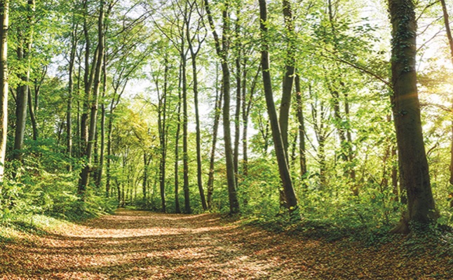 Bild eines Waldweges